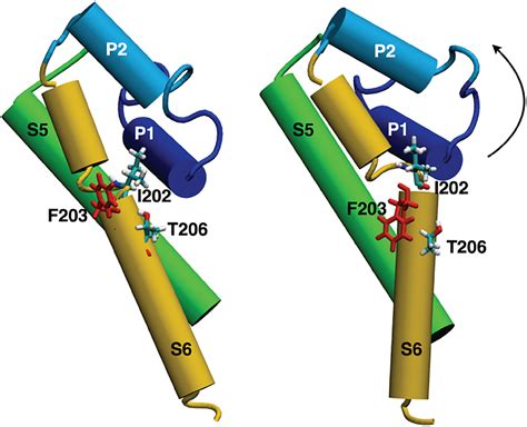 celine boitoex rmit|Understanding sodium channel function and modulation using .